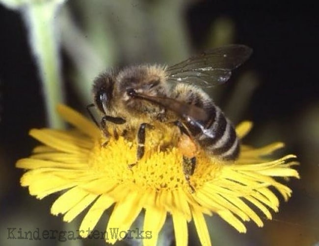 Honeybee Resources - Teach Junkie