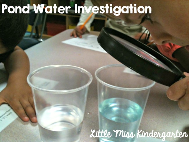 Pond Water Observations and Investigation - Teach Junkie